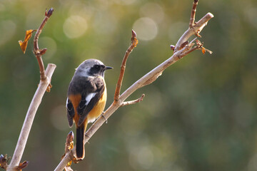 冬枯れの紫陽花の木にとまるジョウビタキの雄