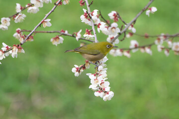 満開の梅の花とメジロ