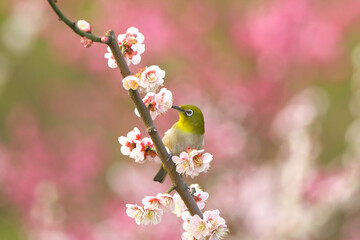 満開の梅林で白梅の花蜜を吸うメジロ　背景は紅梅