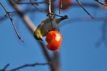 晩秋の里山で柿の実を食べるメジロ