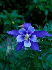 Columbine flowers in the woods