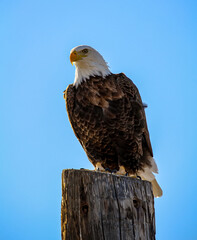 american bald eagle