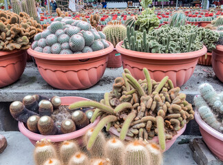 Cute Mini Cactus Vases on Display