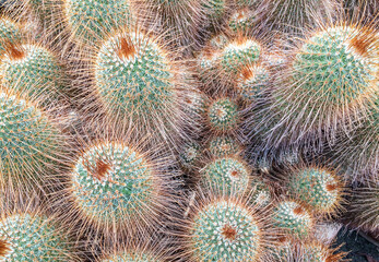Cute Mini Cactus Vases on Display