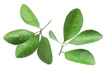 Green leaves of citrus plant isolated on white, set