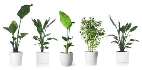 Collection of house plants in pots isolated on white