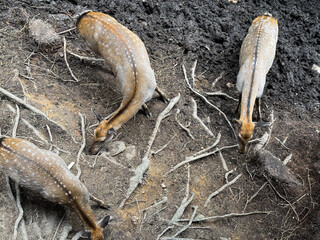 Three young fallow deer foraging for food