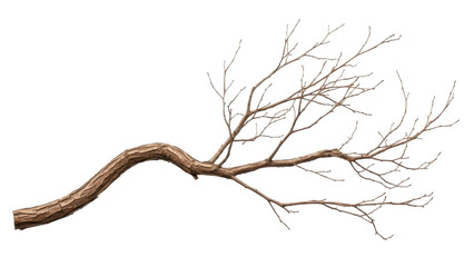 Curved bare tree branch with small twigs, on a transparent background PNG image