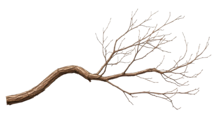 Curved bare tree branch with small twigs, on a transparent background PNG image