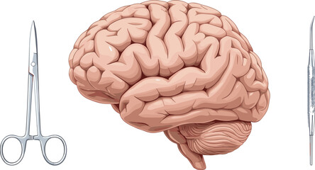 Detailed anatomical illustration of the human brain displayed between surgical scissors and medical instruments, representing neuroscience research, anatomy education, and healthcare study