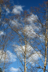 Fototapeta premium Small clouds floating behind bare birch trees