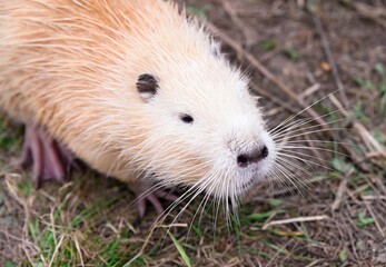 Close-up portrait of a light brown nutria or coypu Myocastor coypus sitting on dry ground with soft fur and long whiskers in natural daylight.