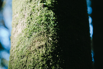 A close-up view of a tree trunk covered in vibrant green moss, set against a soft-focus background of natural light.
