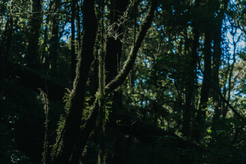 A shadowy forest scene with tall trees and vibrant greenery, illuminated by soft light filtering through the dense foliage.
