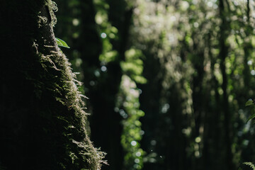 A serene forest scene showcasing lush greenery with soft light filtering through trees, highlighting textures and tranquility in nature.