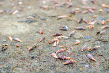 a group of small hermit crab shells on the sand