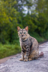 cat on the sea wall with mangrove trees in the background