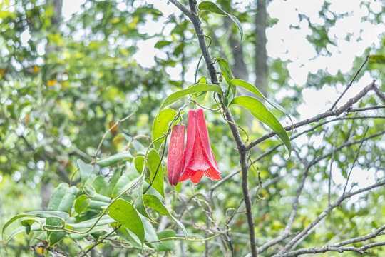 The copihue, Chile's national flower, is shown in full bloom with its petals open, its bell shape displaying an intense red color. The image shows it hanging from a vine in the native forest.