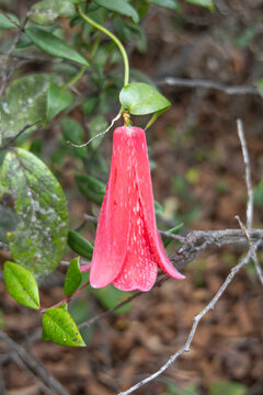 The copihue, Chile's national flower, is shown in full bloom with its petals open, its bell shape displaying an intense red color. The image shows it hanging from a vine in the native forest.