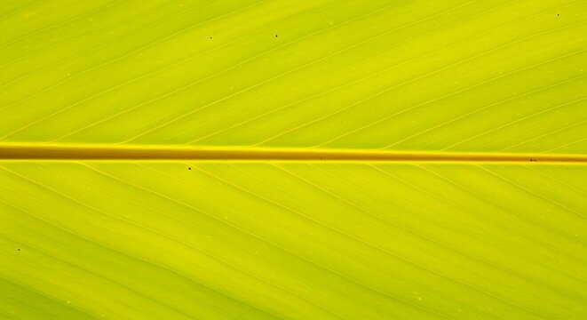 Closeup of a thin red line on a green leaf surface