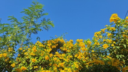 Vibrant Yellow Flowers Blooming Under Clear Blue Sky in Tropical Nature