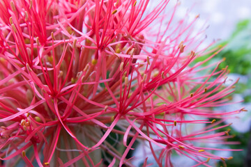 Abstract summer seasonal background with red flowers