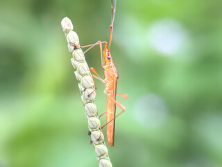 Close up of rice bug (Leptocorisa oratorius),rice bug or paddy bug