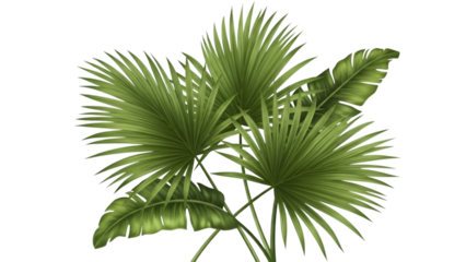 Lush green tropical palm and banana leaves artfully arranged against a stark black background.
