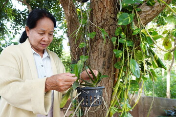 A senior woman focuses her attention on meticulously inspecting the root system and foliage health of an orchid in a hanging basket.