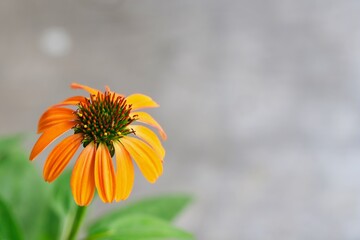 Close up shot of beautiful orange echinacea flower (cornflower) in natural light. 