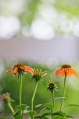 Close up shot of beautiful orange echinacea flower (cornflower) in natural light. 