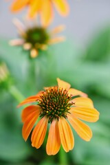 Close up shot of beautiful orange echinacea flower (cornflower) in natural light. 
