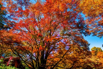 用作公園の紅葉
