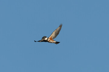 Fototapeta premium Belted kingfisher flying against the sky