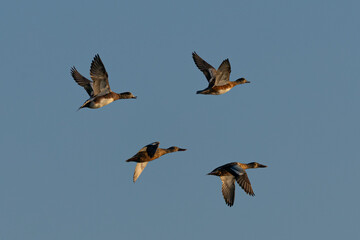 Northern shovelers and  American wigeons flying in beautiful light, seen in the wild in North California