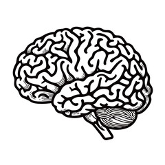 Detailed black and white illustration of the human brain, featuring complex cerebral cortex folds representing intelligence, memory, and neurological science.