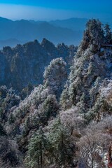 frozen pine tree in the mountains with snow