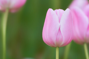 暗い緑色背景一輪の優しいピンク色のチューリップのクローズアップマンゴーチャーム