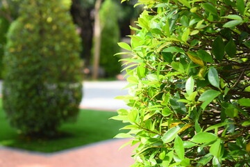 beautiful green leaf in the garden, natural background in springtime