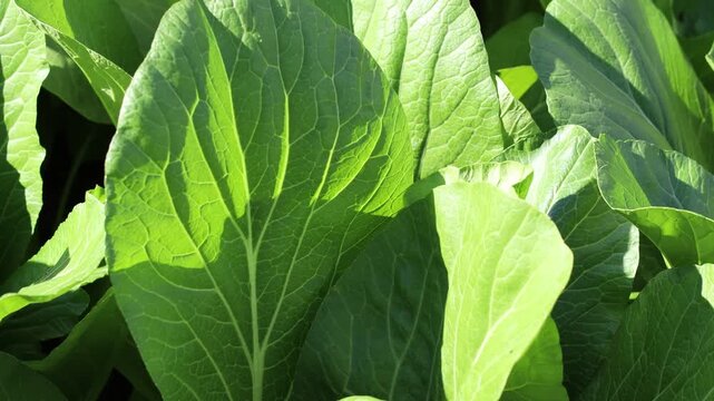 Mature Bok Choy ready for a fresh vegetable harvest