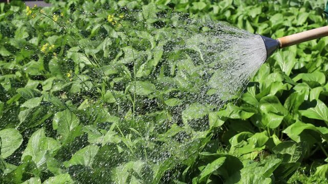 Man watering vegetables in the vegetable patch	