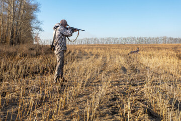 Caucasian mature man hunter with gun hunting hare in autumn hunting season.