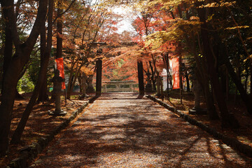 大原野神社の紅葉