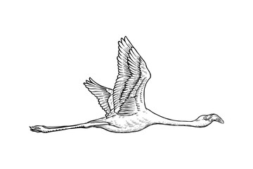 lineart illustration of a flamingo in flight