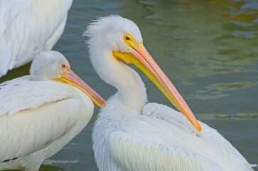 White Pelicans Resting by the Water