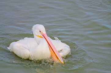 White Pelican Swimming with Large Orange Bill