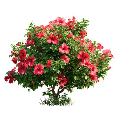 A beautiful and vibrant red hibiscus flowering bush with lush green leaves isolated on transparent background