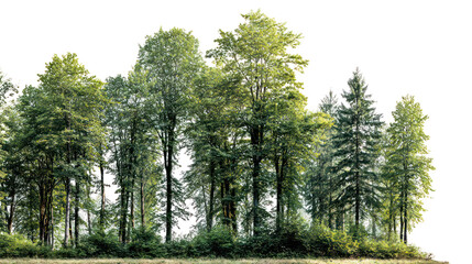 Obraz premium A lush forest edge with diverse trees and vibrant green foliage isolated on a transparent background isolated on transparent background