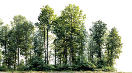 A cutout image of a lush forest edge featuring a mix of tall trees and green shrubbery isolated on transparent background