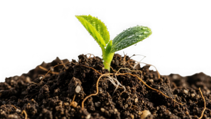 Vibrant Green Seedling Sprouting From Soil With Dew Drops